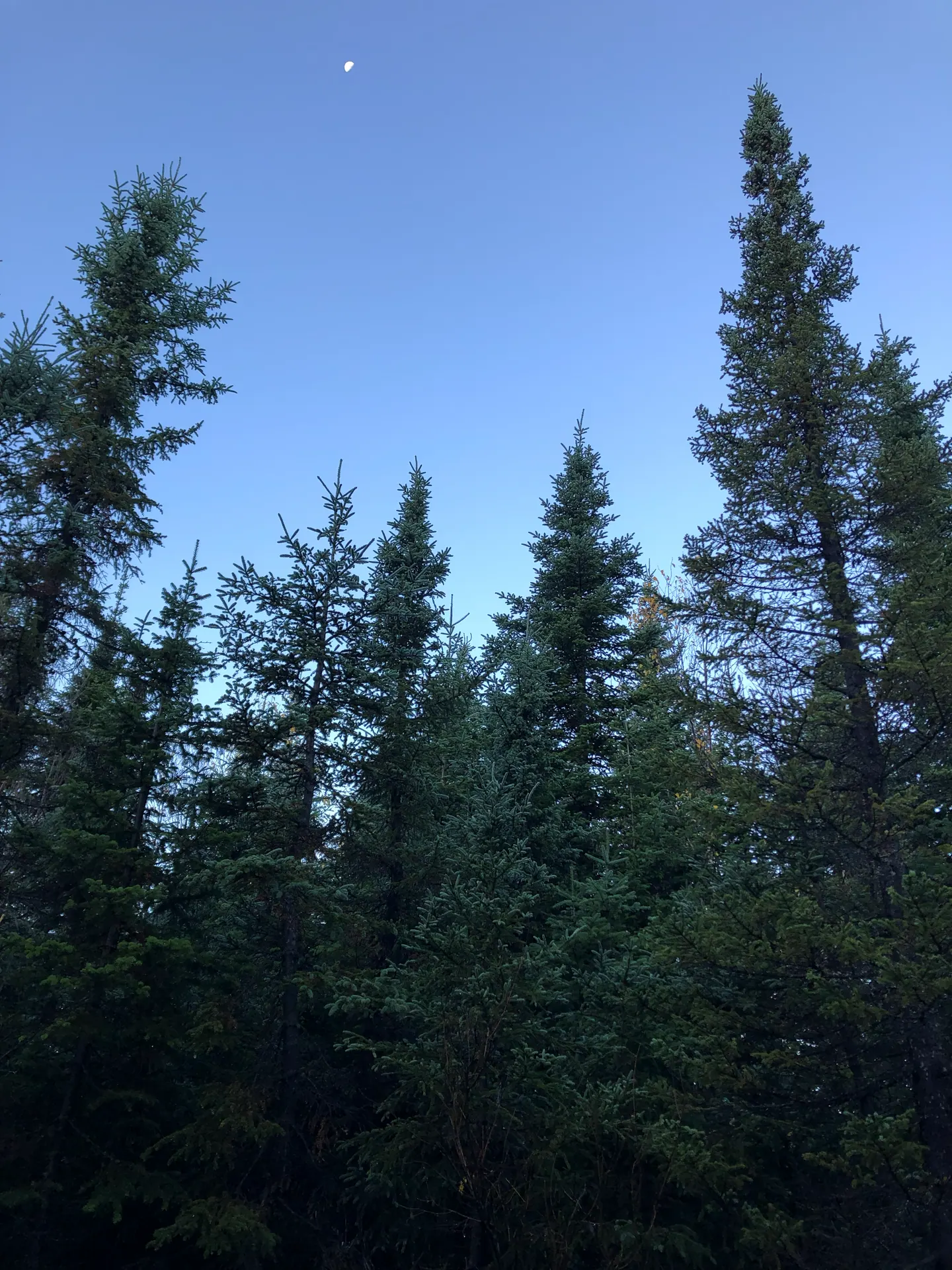 Épinettes se découpant sur un ciel bleu au crépuscule, la lune visible