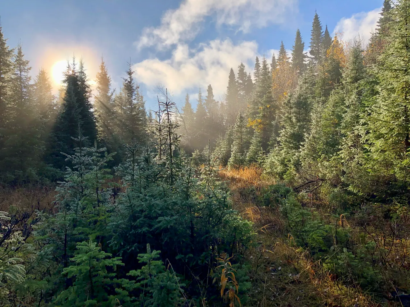Lumière traversant la brume dans une jeune forêt de conifères
