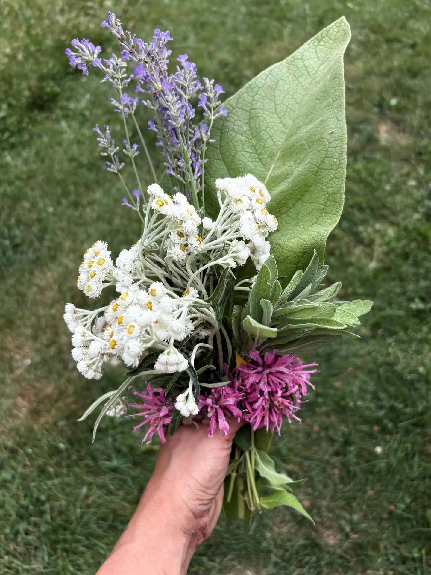Bouquet de plantes médicinales cueillies à la main : lavande, immortelle, sauge et monarde